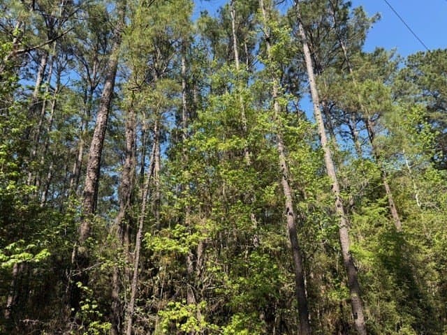 5.13 acres in Texas County - photo 6