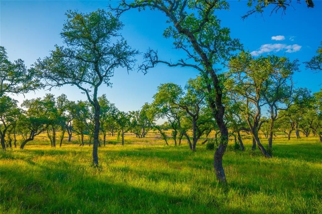 24 acres in Blanco County - photo 12