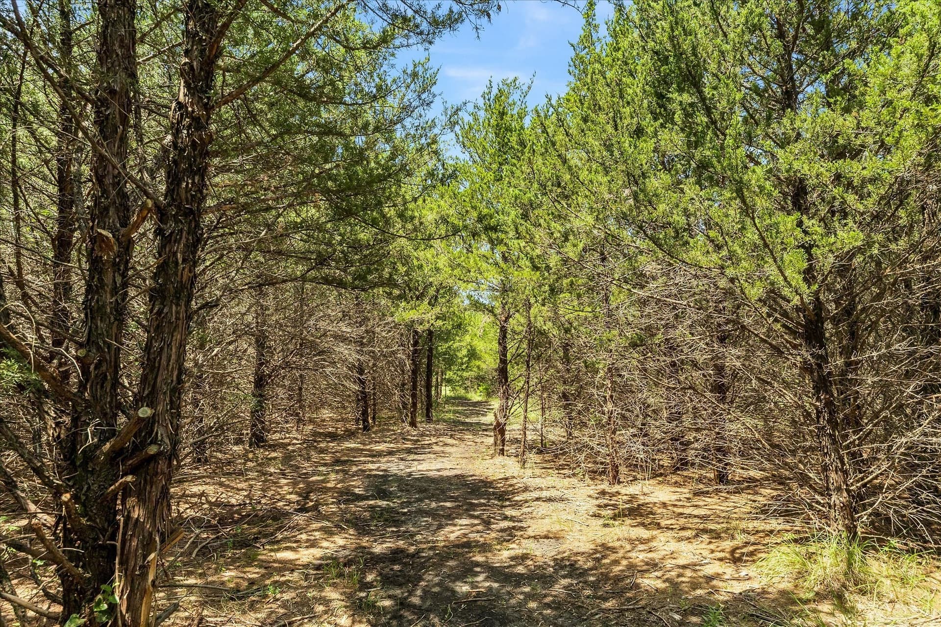 12.01 acres in Collin County - photo 33