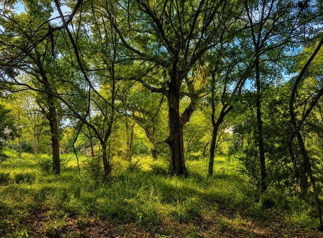34.6 acres in Cooke County - photo 31