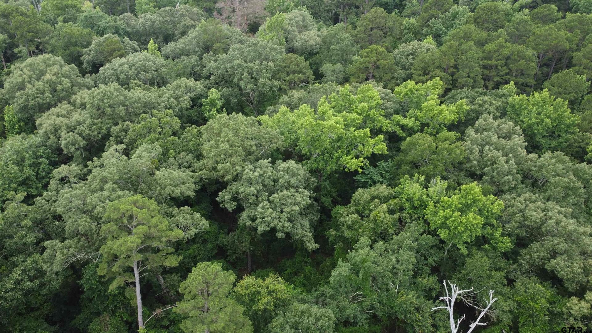 21.7 acres in Wood County - photo 3