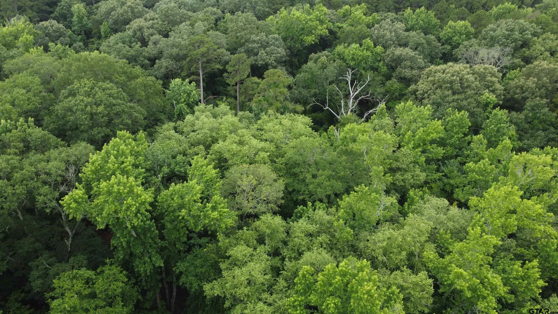 21.7 acres in Wood County - photo 2