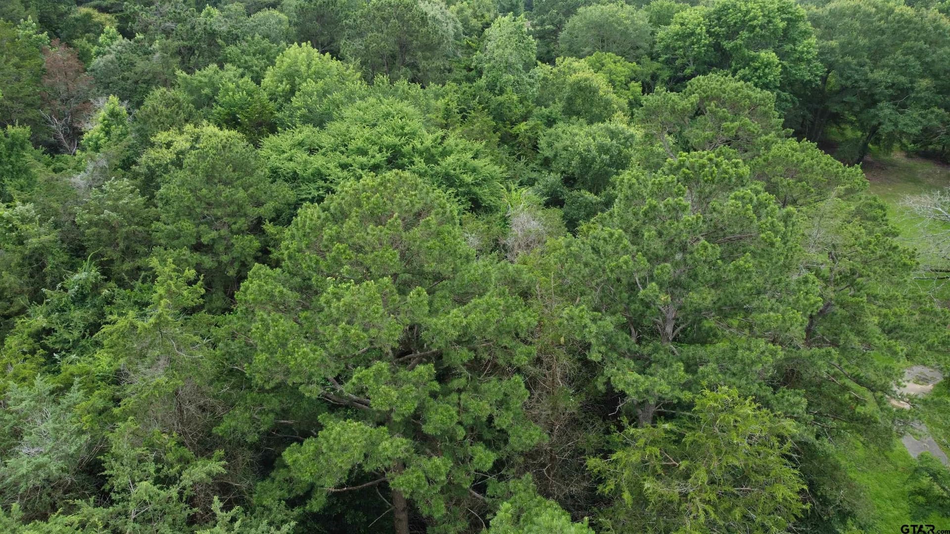 21.7 acres in Wood County - photo 11