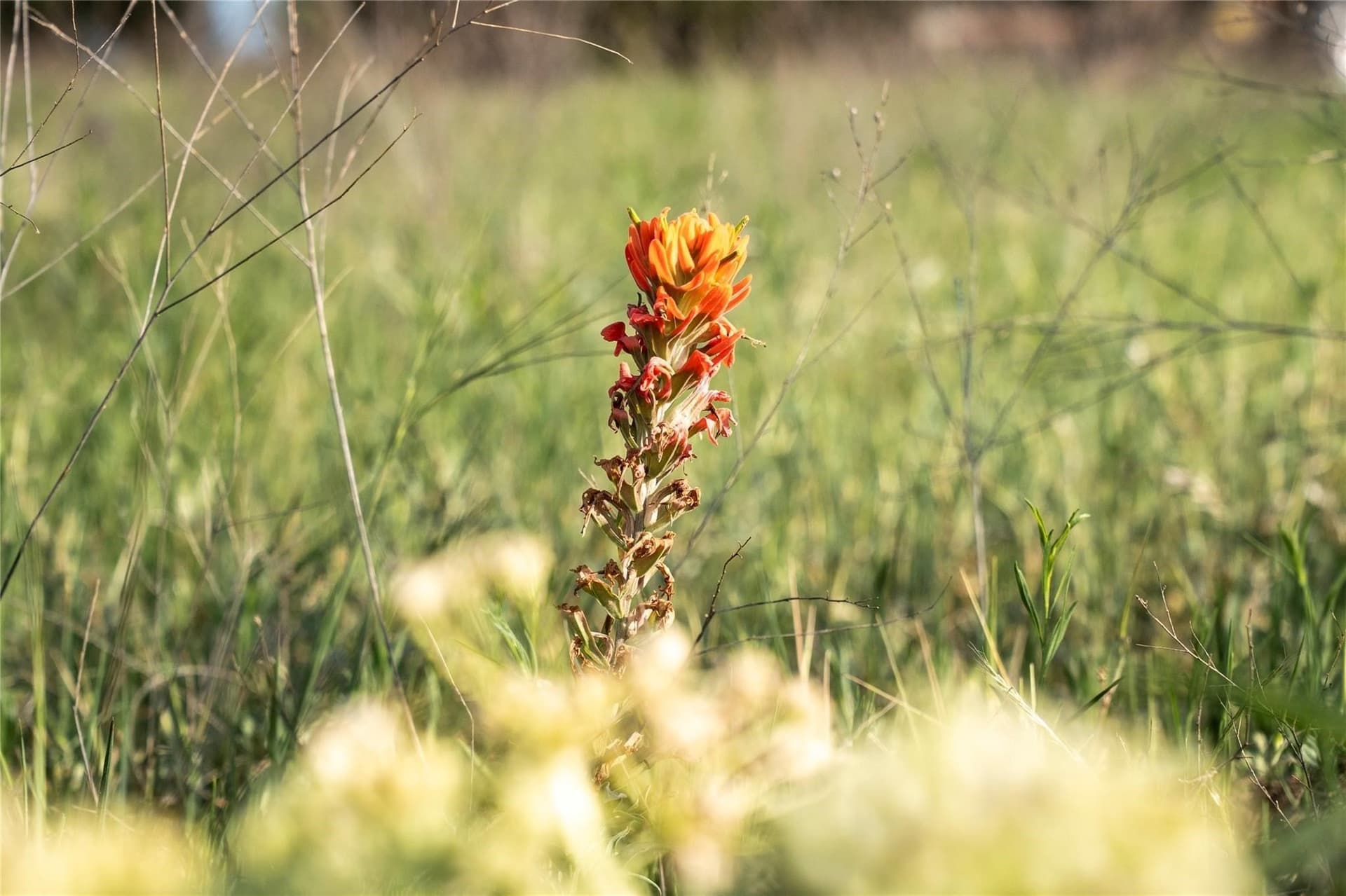 37 acres in McLennan County - photo 4