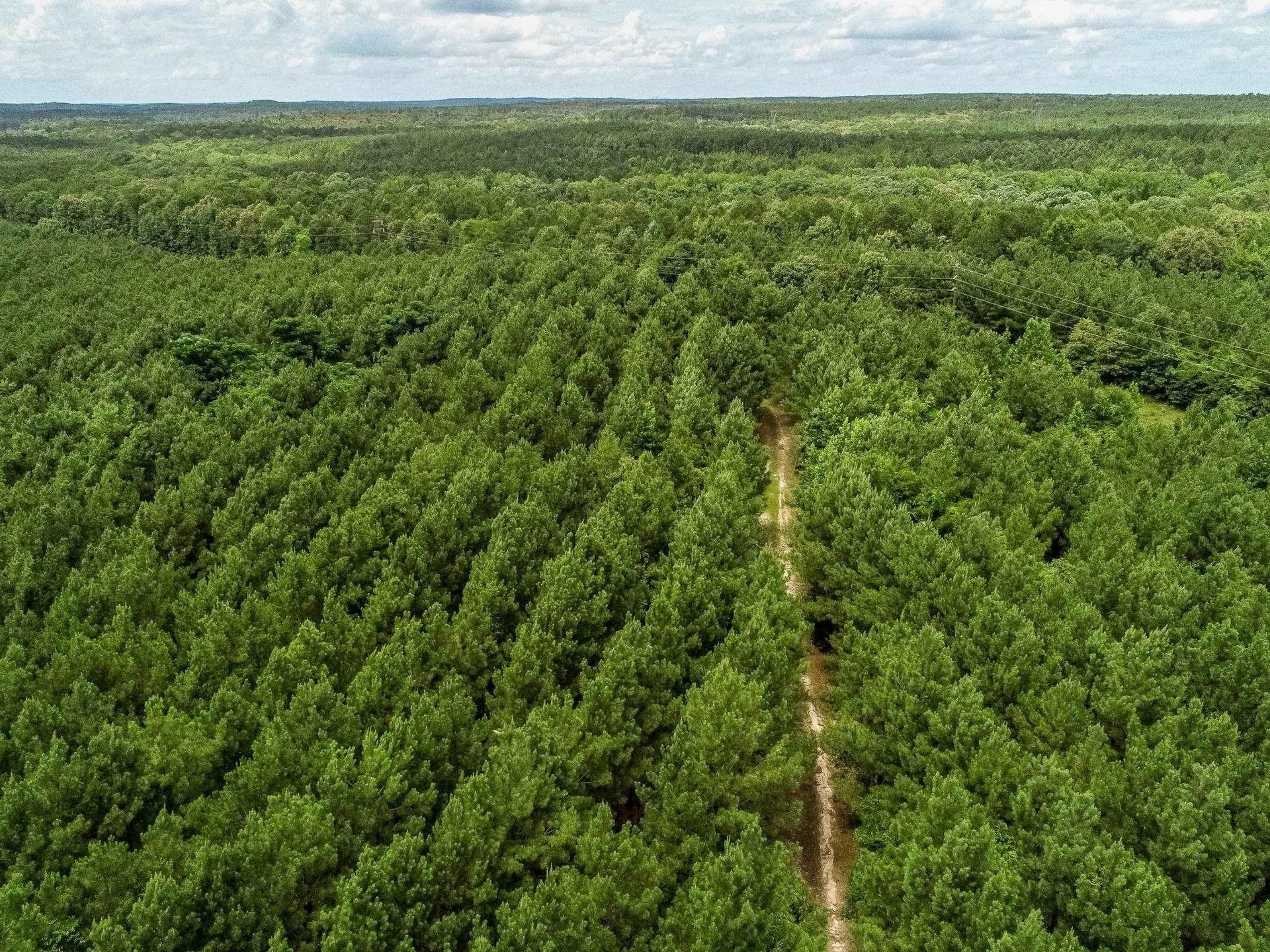 118.66 acres in Marion County gallery image 3