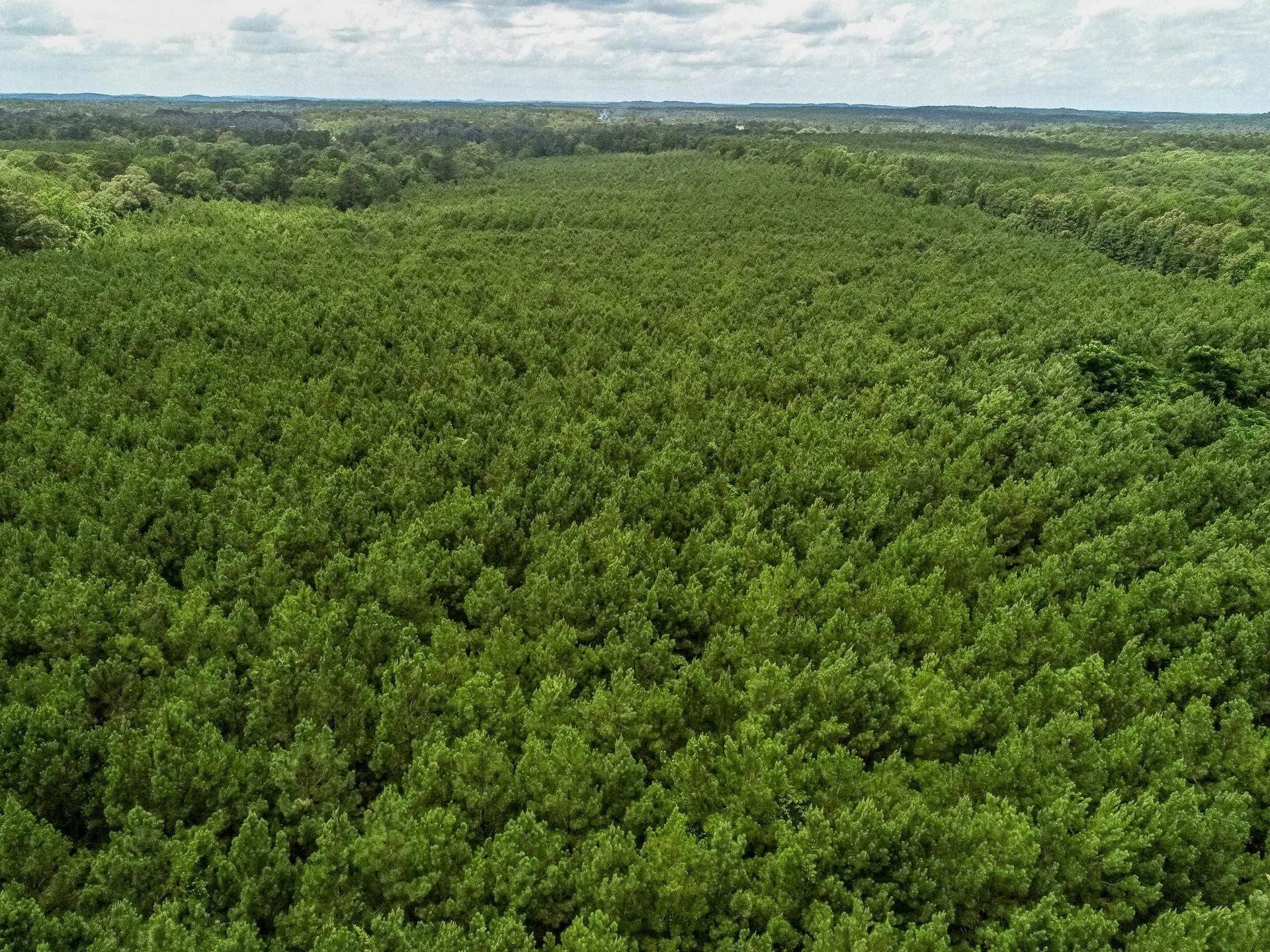 118.66 acres in Marion County gallery image 4