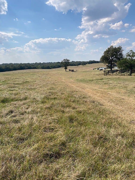 97.59 acres in Burleson County gallery image 4