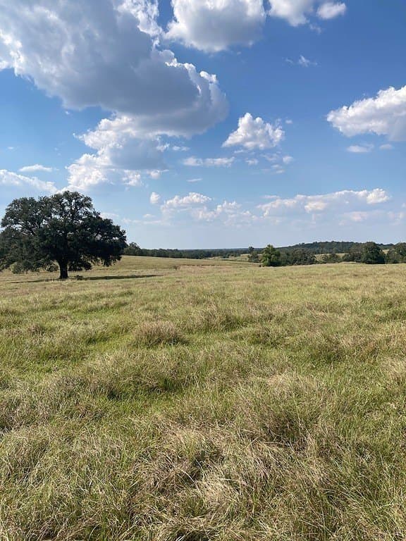 97.59 acres in Burleson County gallery image 2