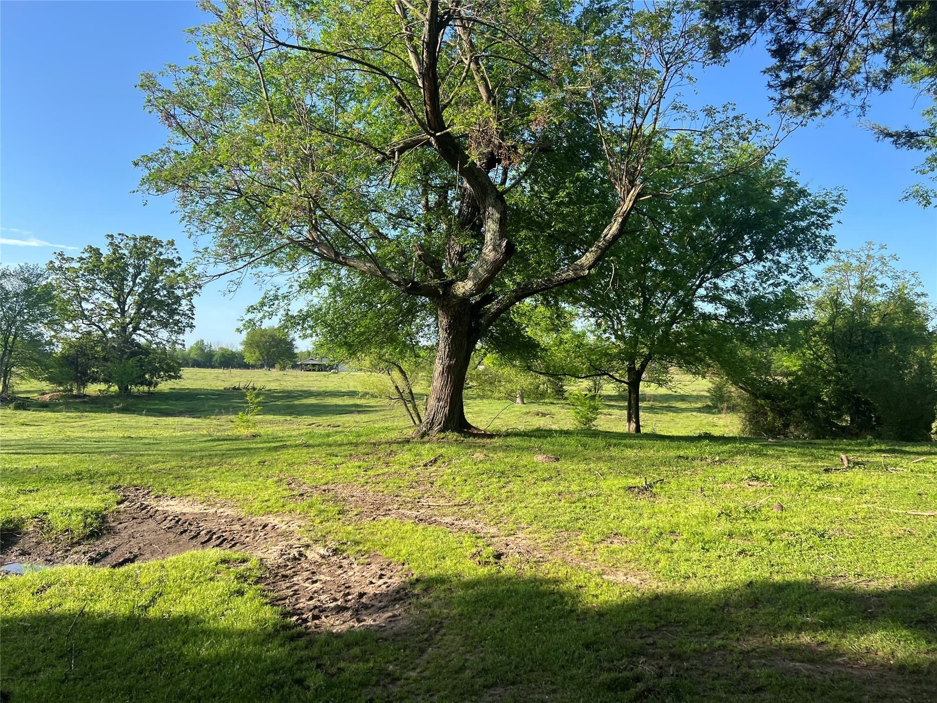 6 acres in Titus County - photo 3