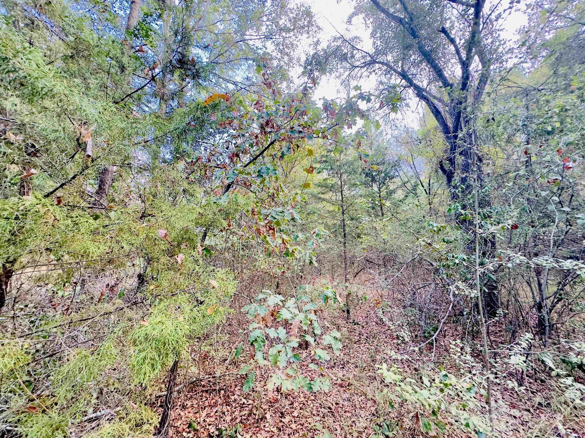 1 acres in Upshur County - photo 6