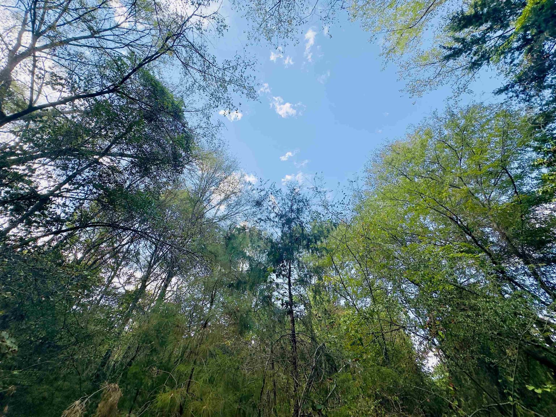 1 acres in Upshur County - photo 7