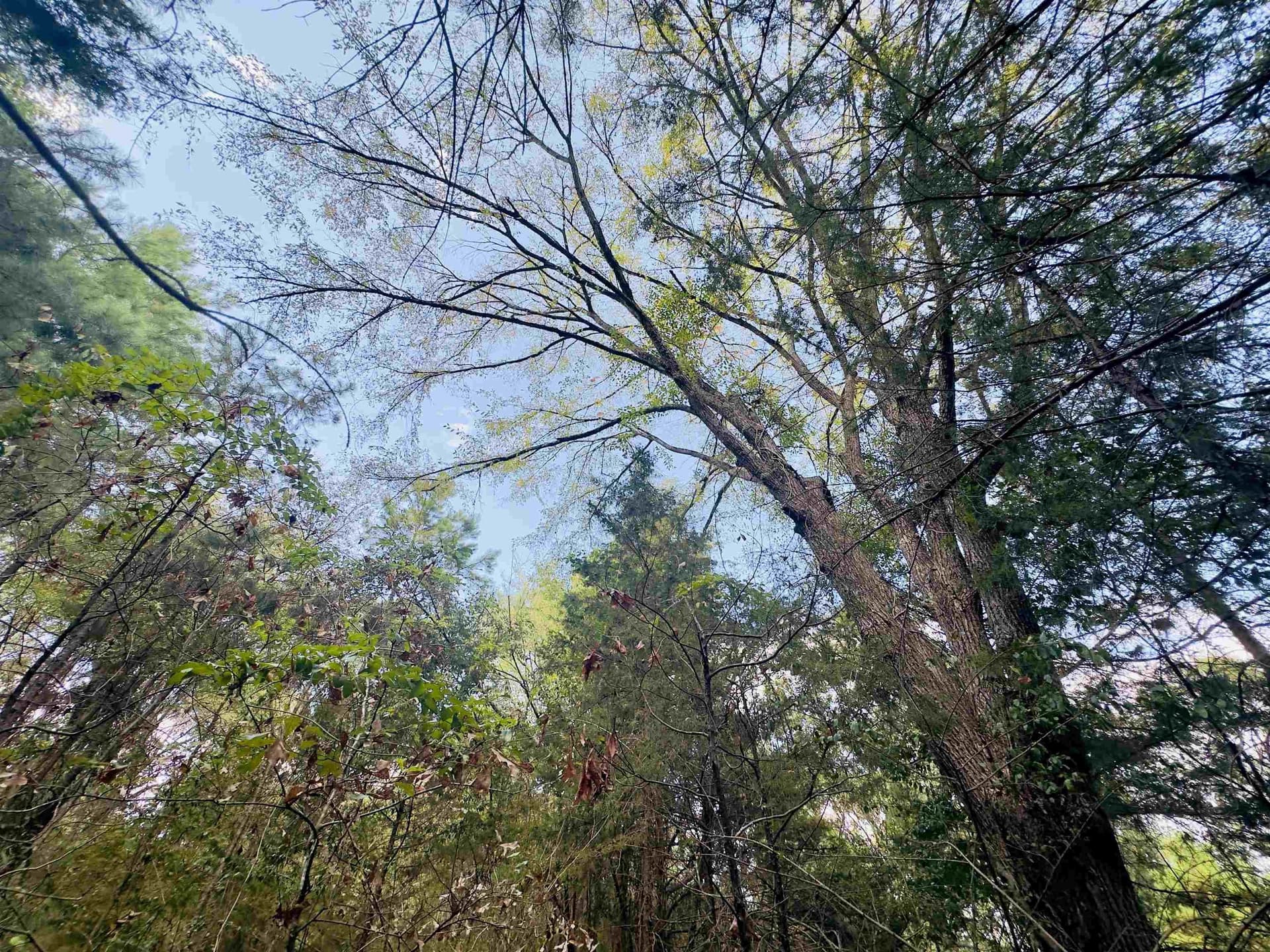 1 acres in Upshur County - photo 10