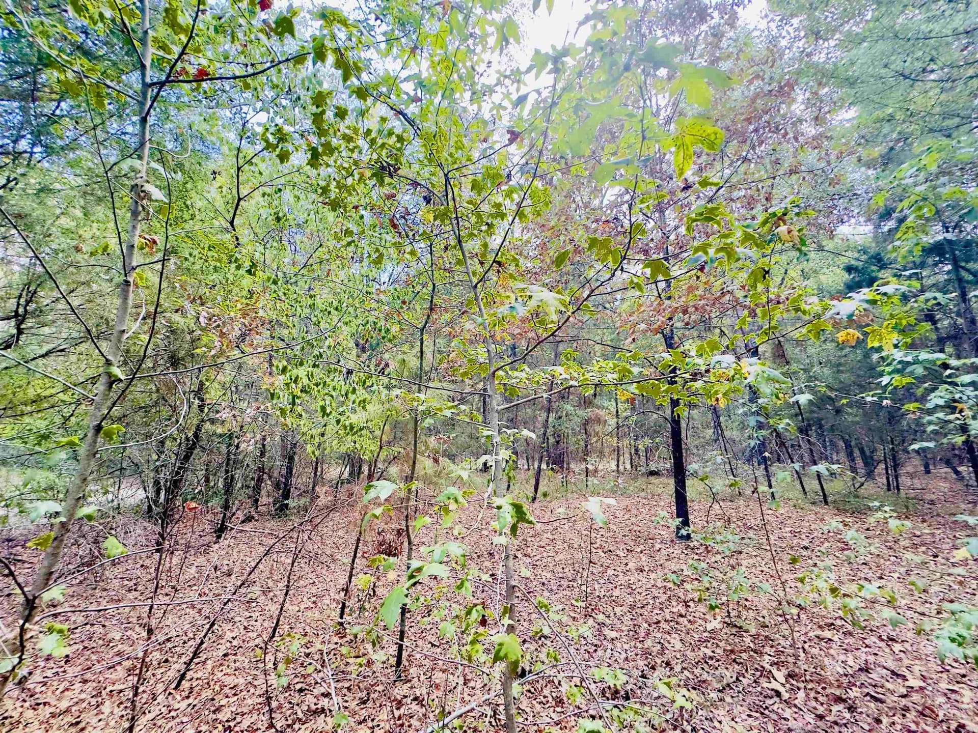1 acres in Upshur County - photo 13
