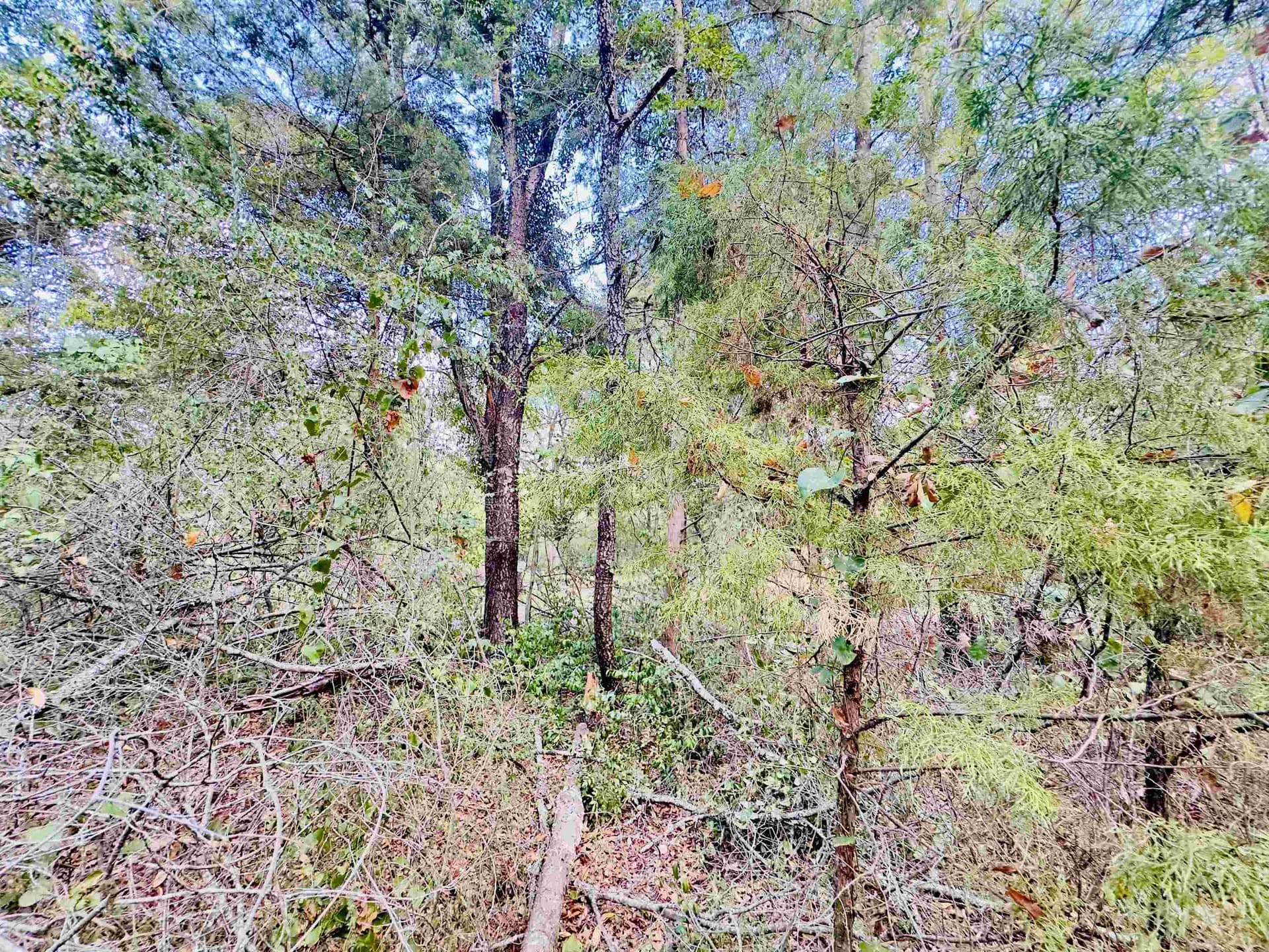 1 acres in Upshur County - photo 5