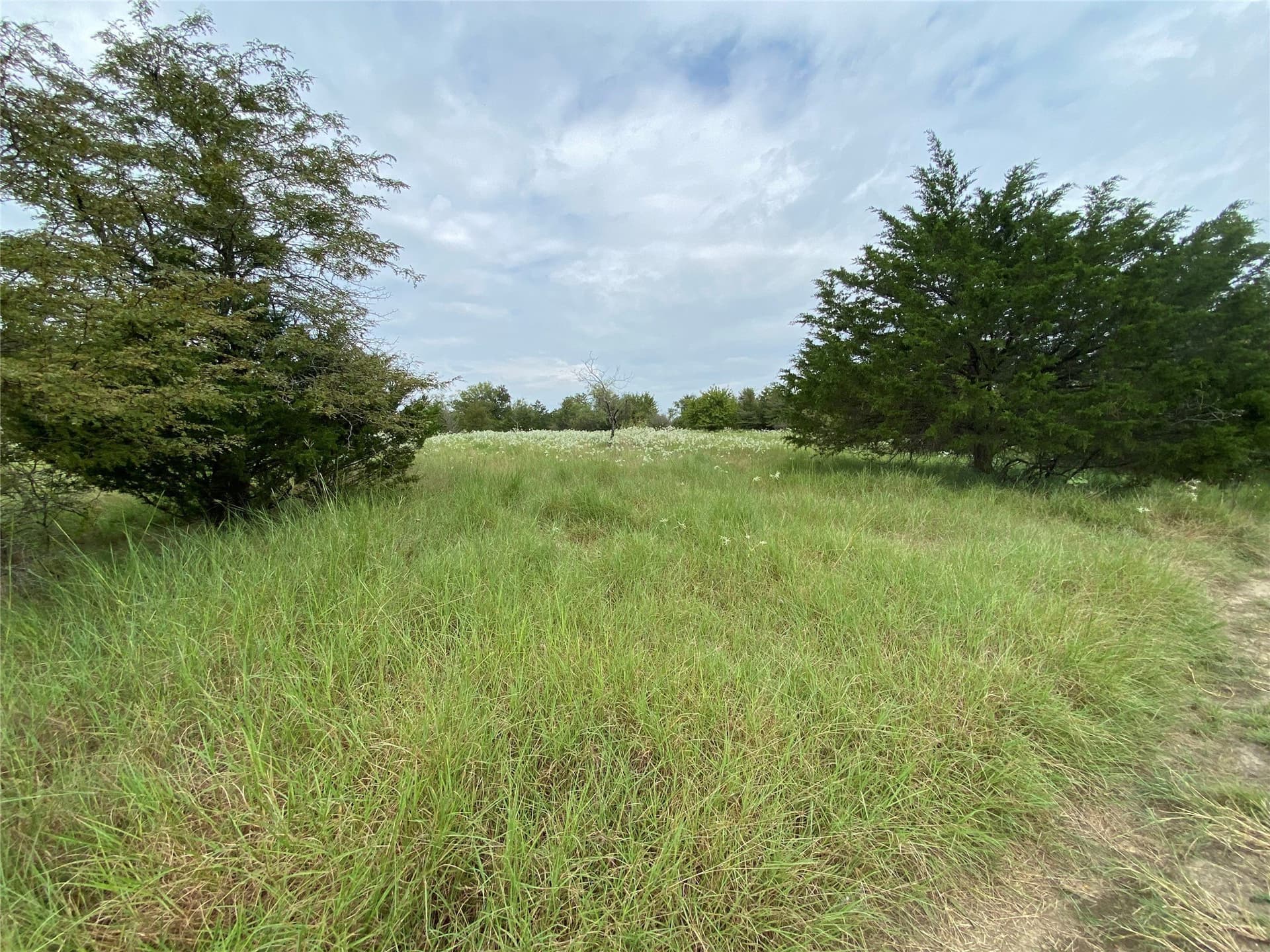 23.49 acres in Navarro County - photo 5