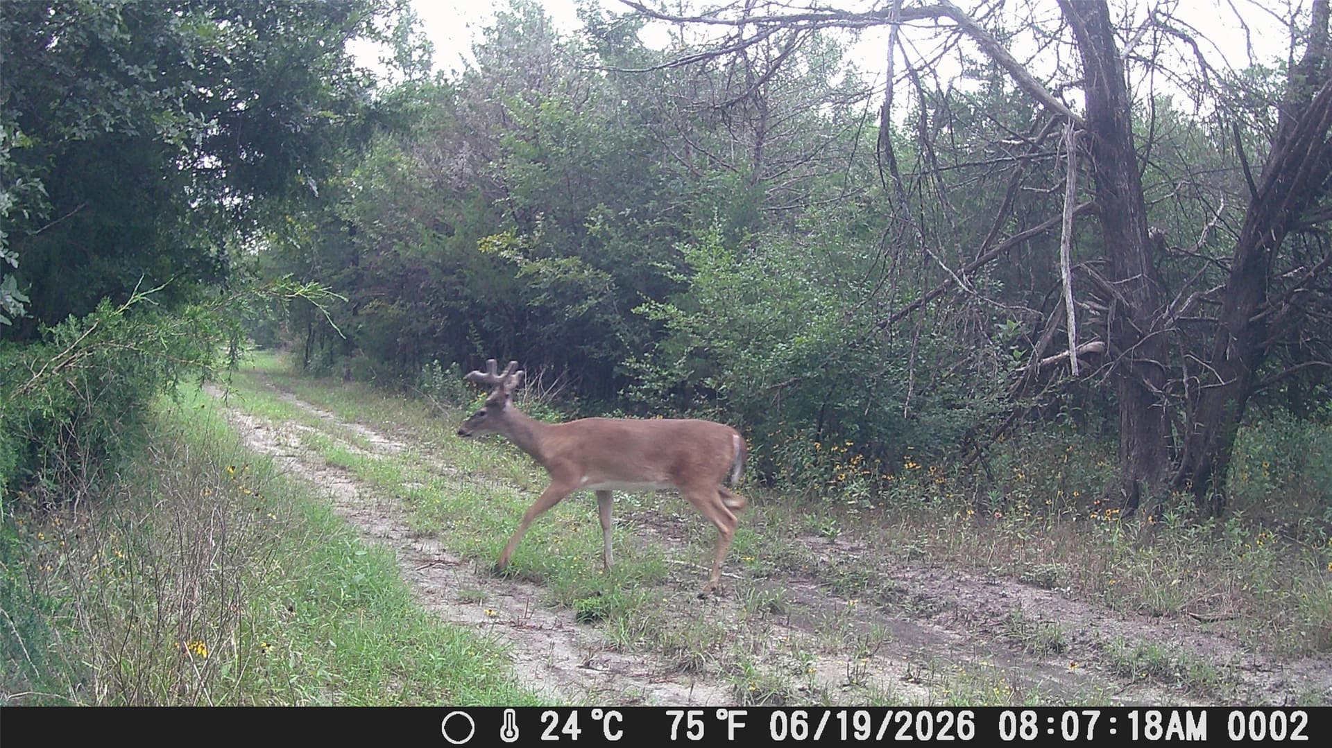 23.49 acres in Navarro County - photo 22