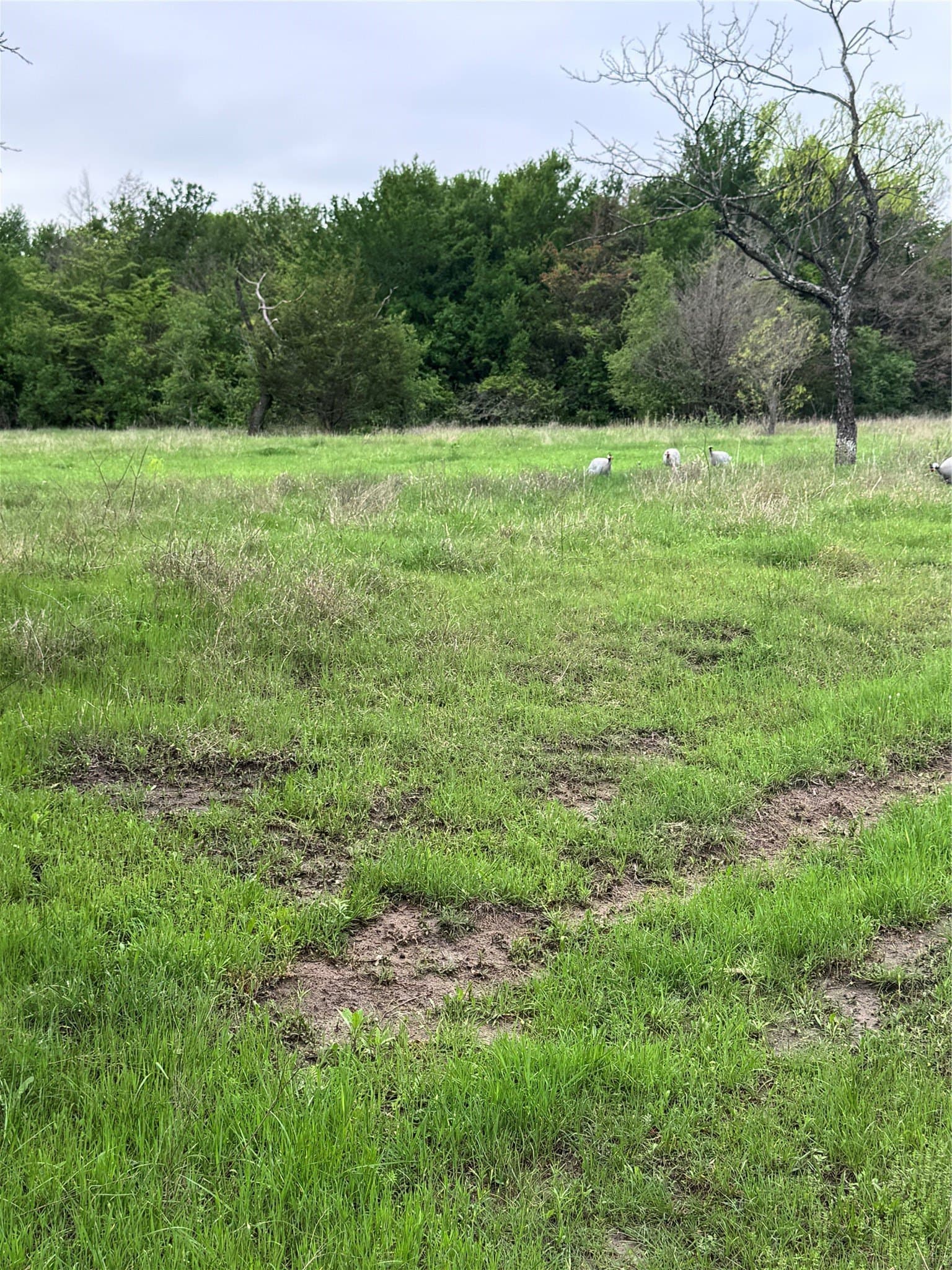 23.49 acres in Navarro County - photo 13