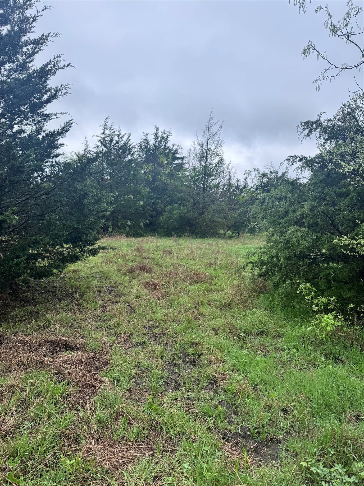 23.49 acres in Navarro County - photo 14