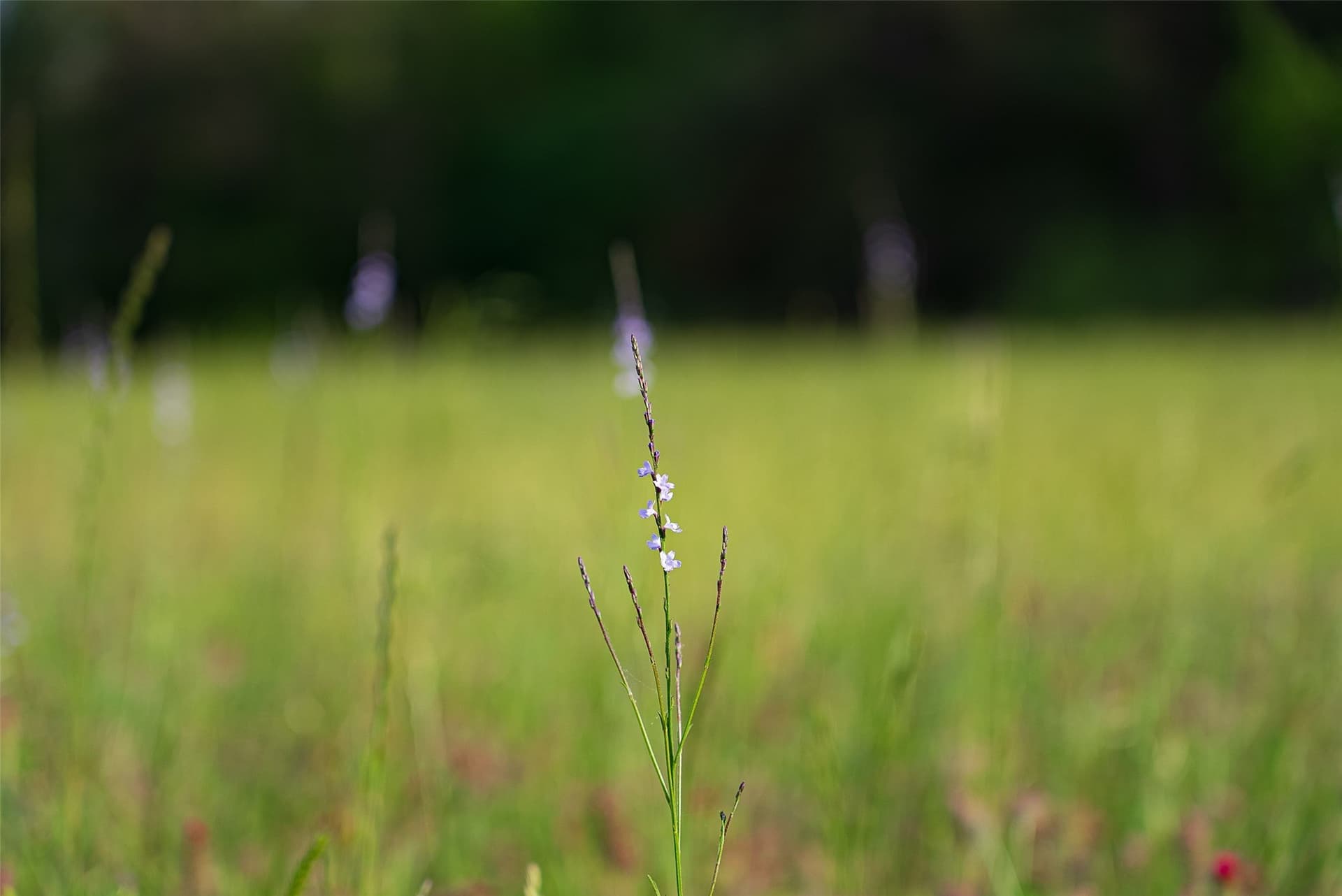 377 acres in Panola County - photo 28