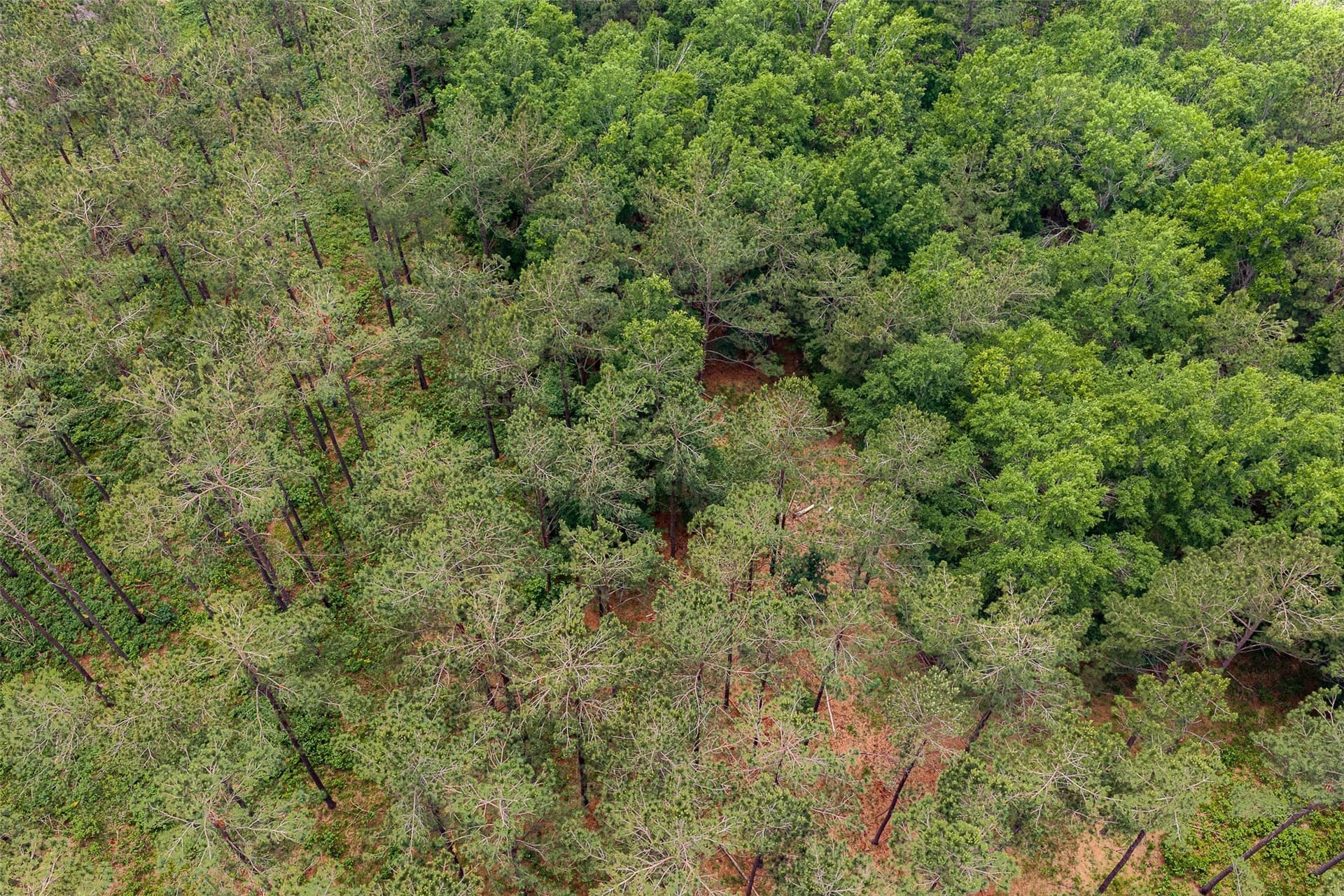377 acres in Panola County - photo 36