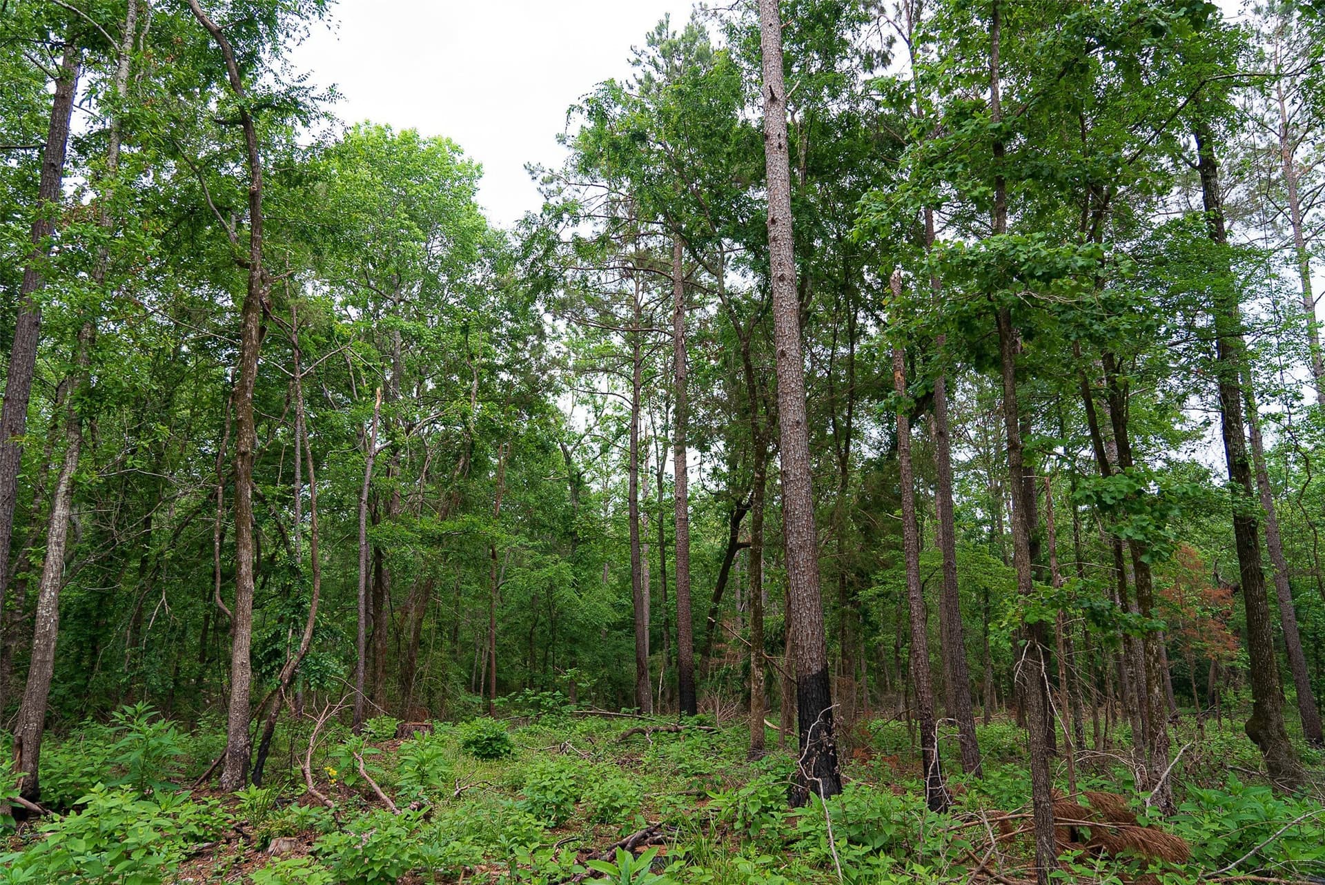 377 acres in Panola County - photo 40