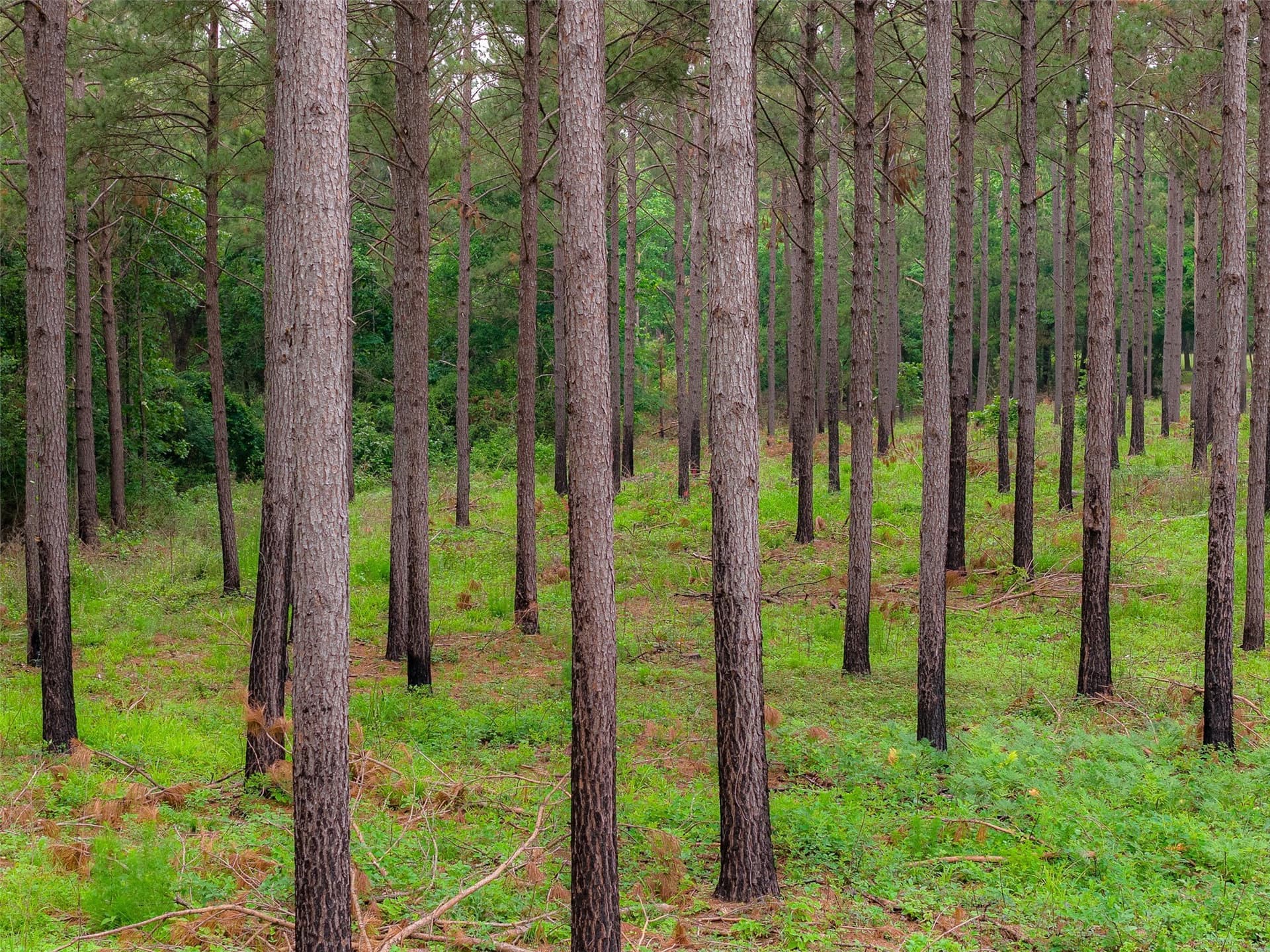 377 acres in Panola County - photo 29