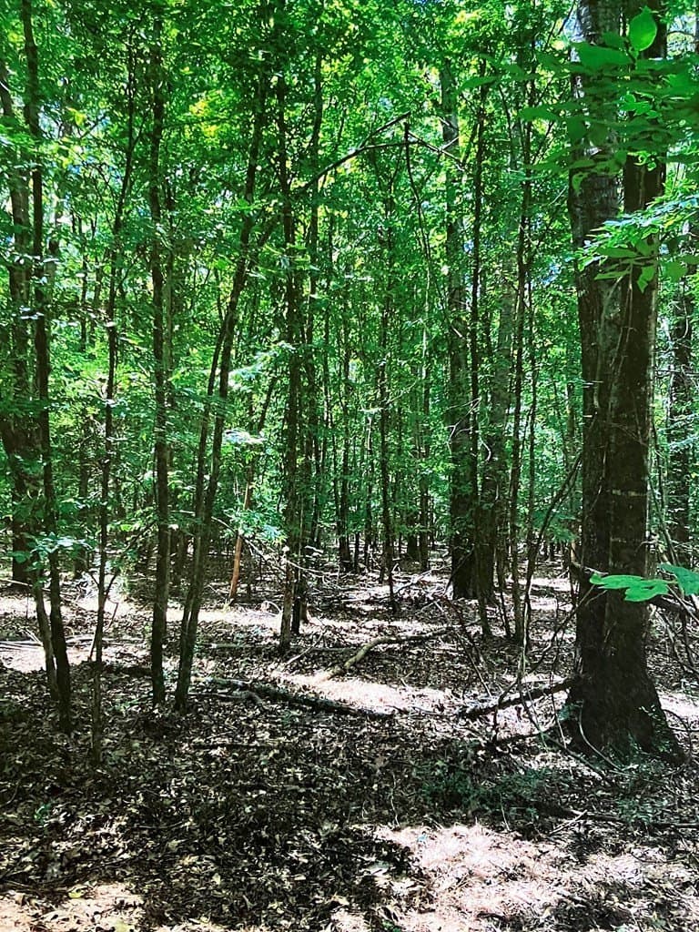 3.27 acres in Texas County - photo 11
