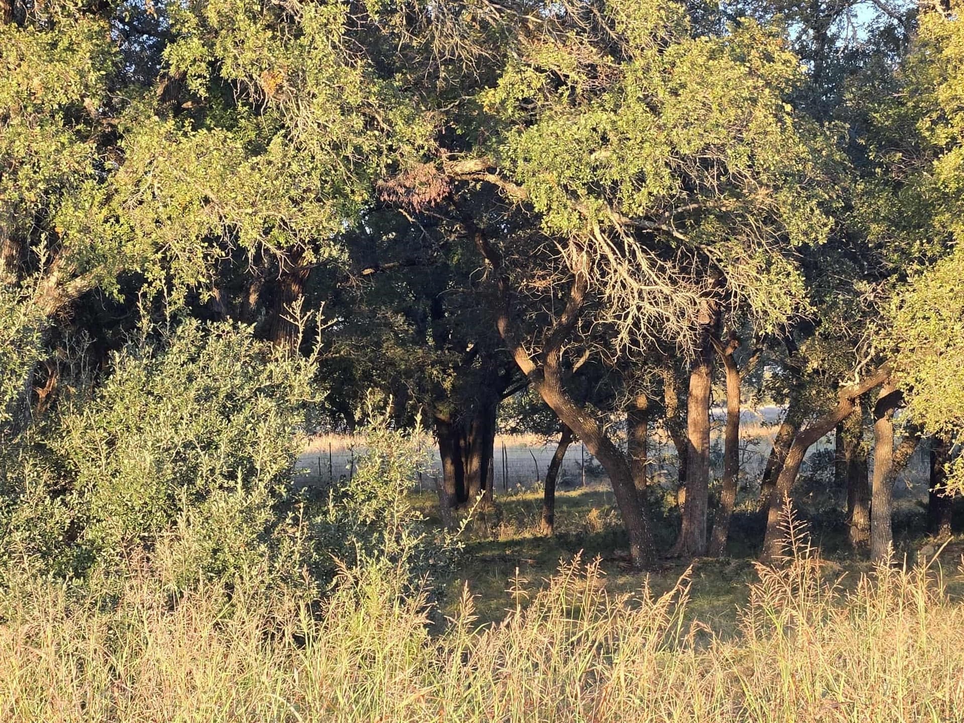 7.38 acres in Coryell County - photo 5