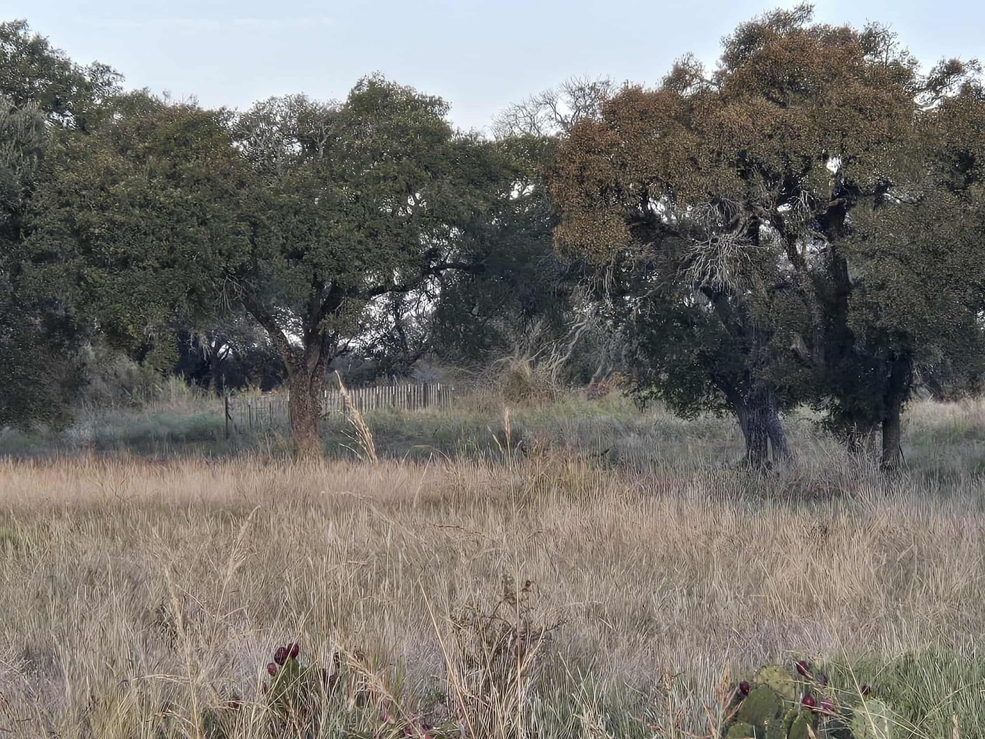 7.38 acres in Coryell County - photo 12