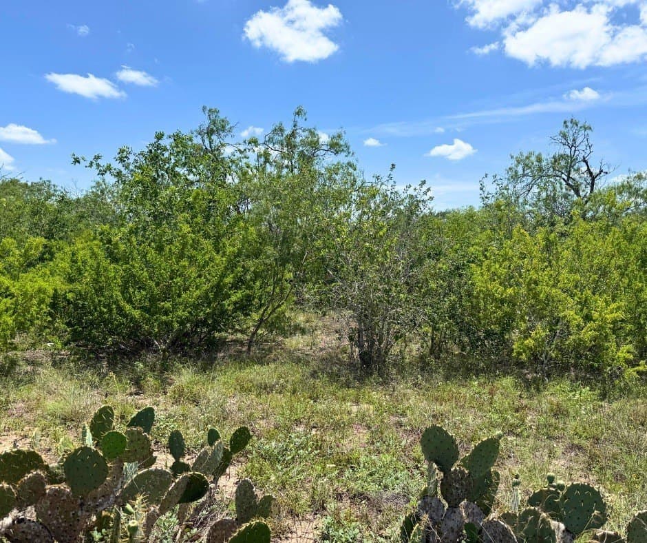 5.32 acres in Bee County gallery image 2