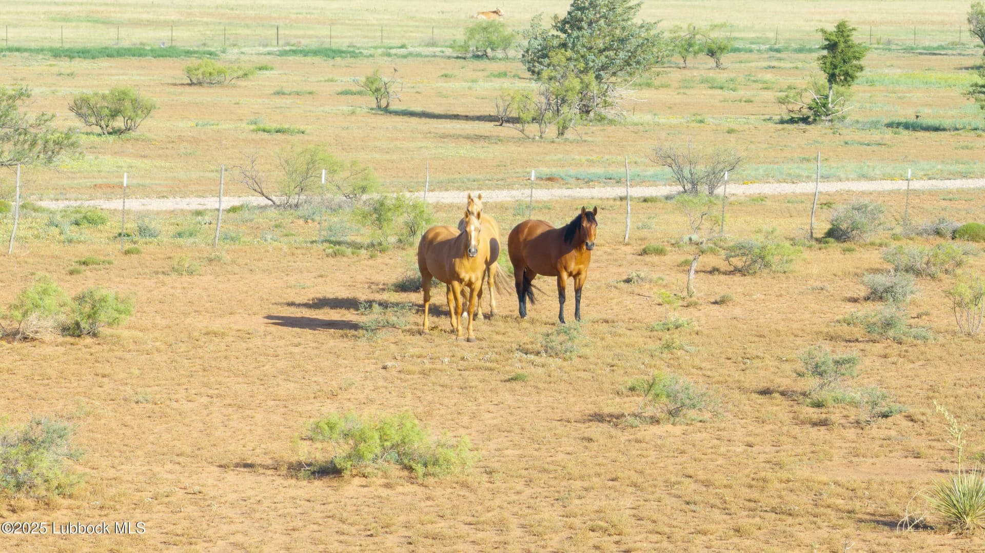 20 acres in Lubbock County - photo 83