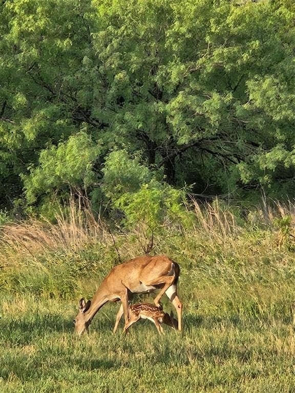 10 acres in Bosque County featured view