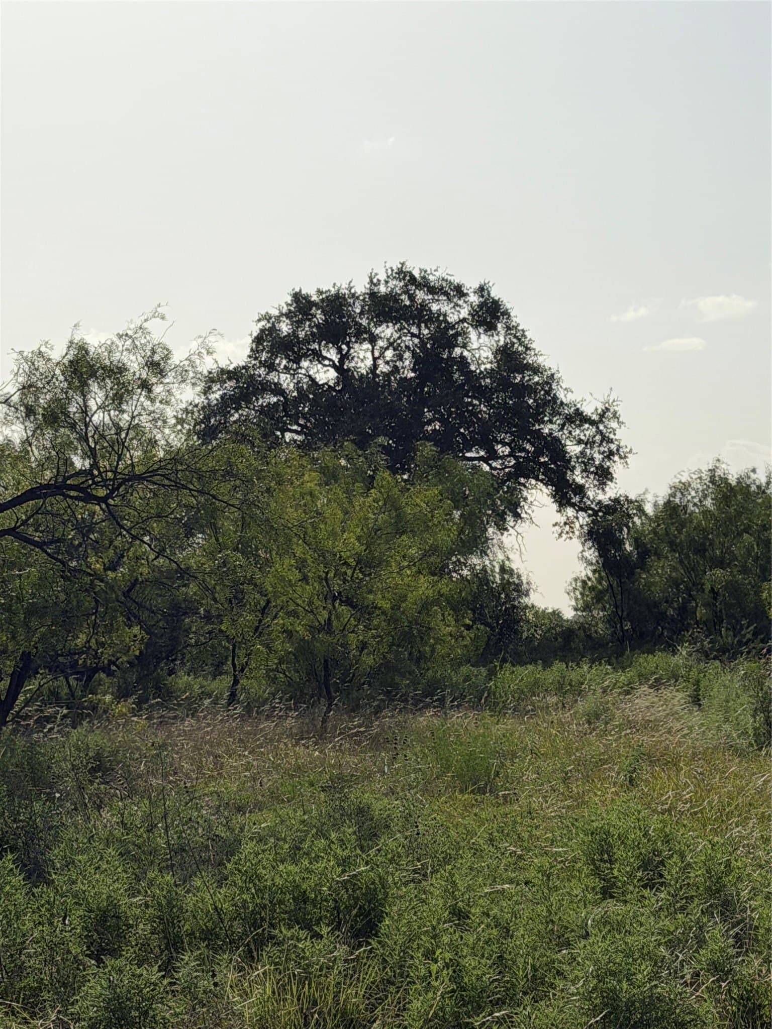 10.01 acres in Comanche County - photo 11