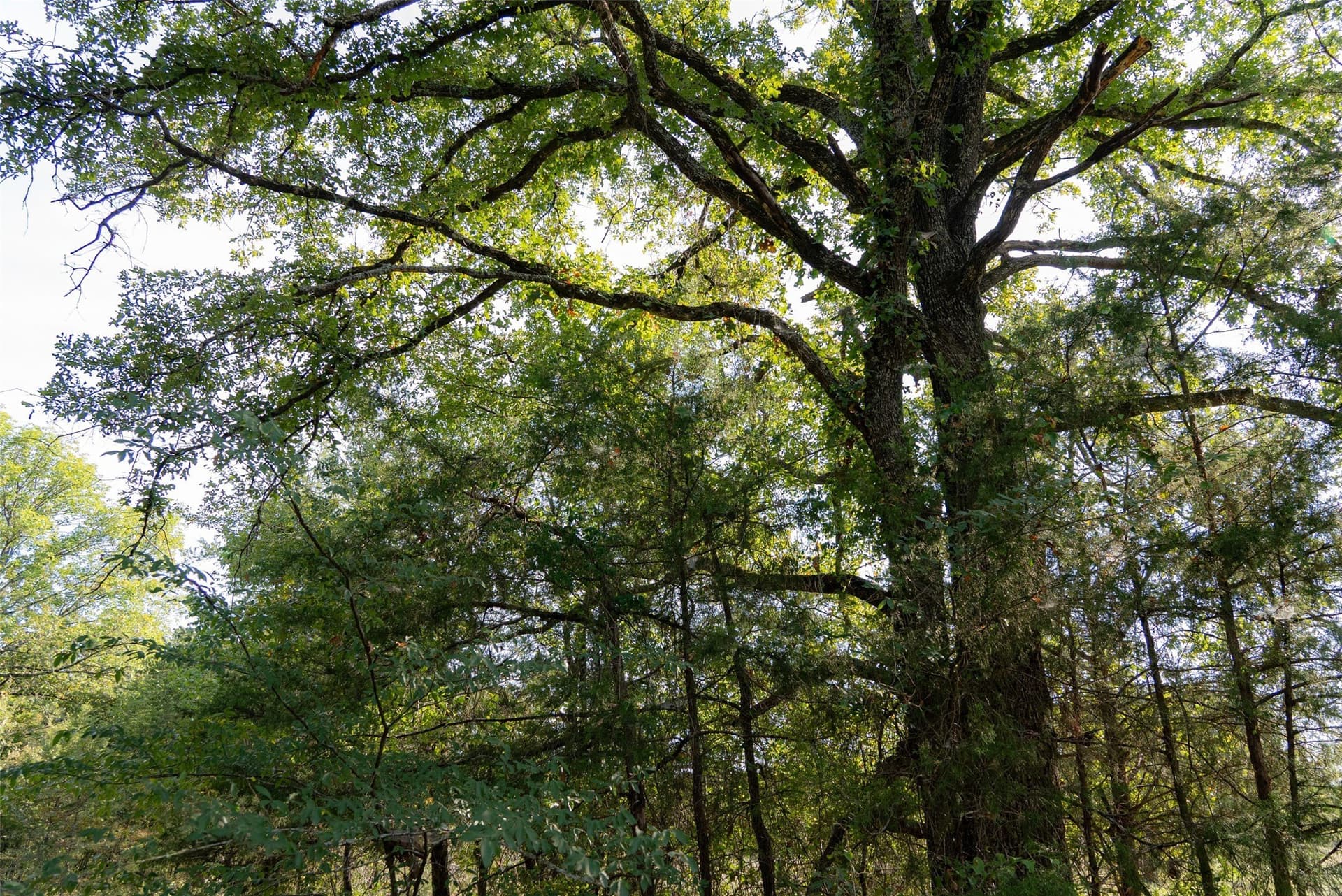 71.91 acres in Navarro County - photo 34