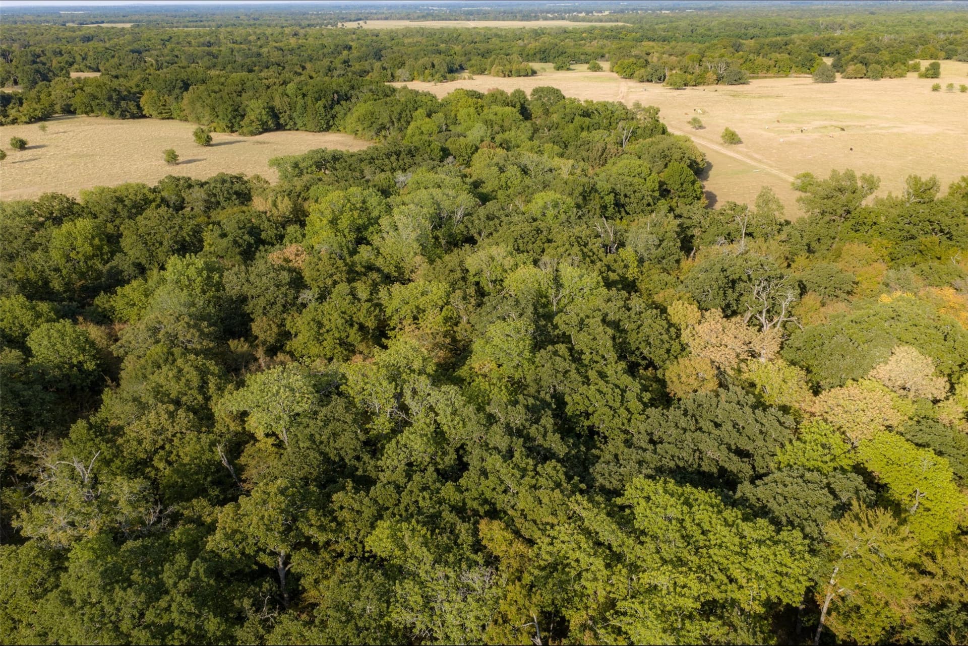 71.91 acres in Navarro County - photo 15
