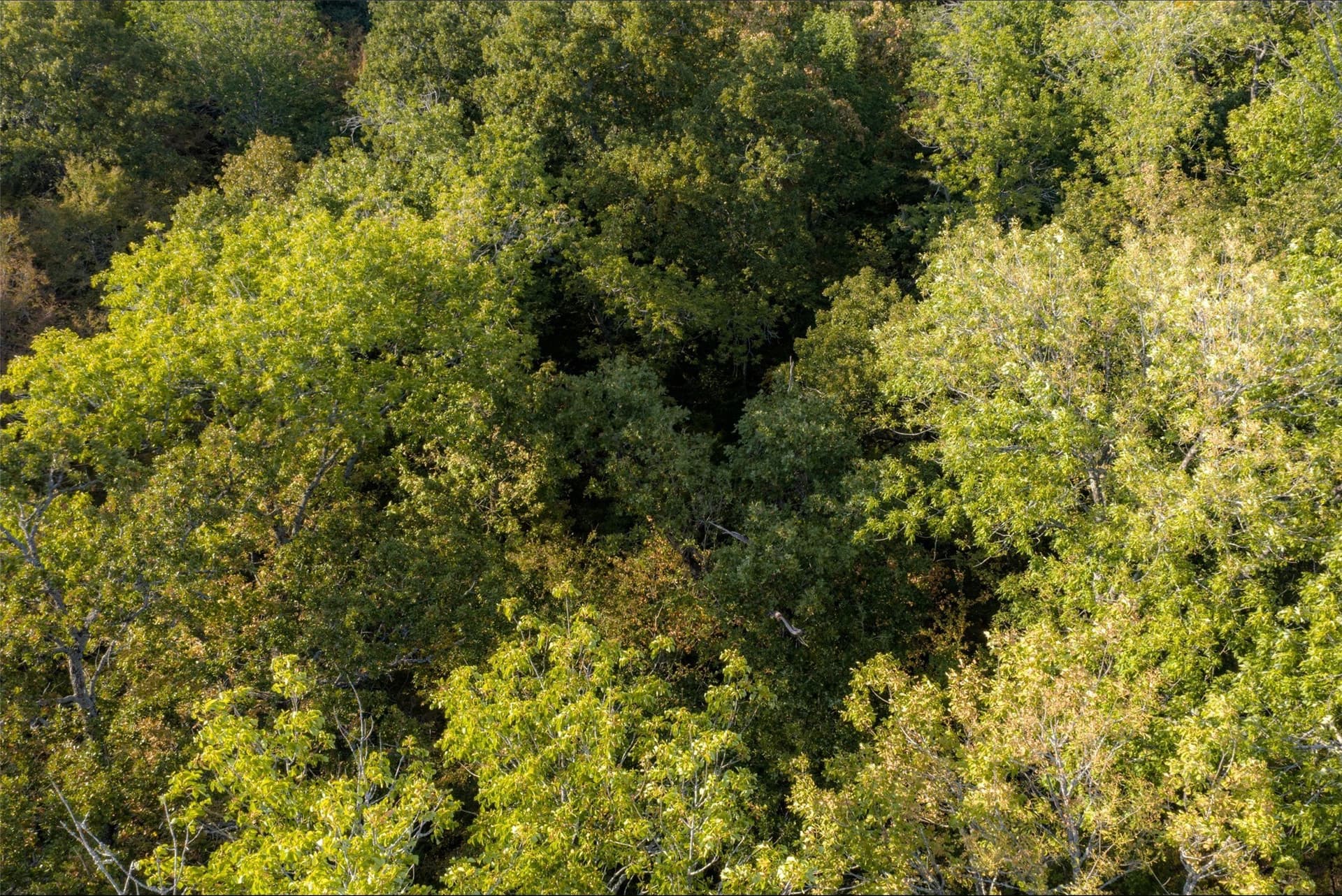 71.91 acres in Navarro County - photo 40