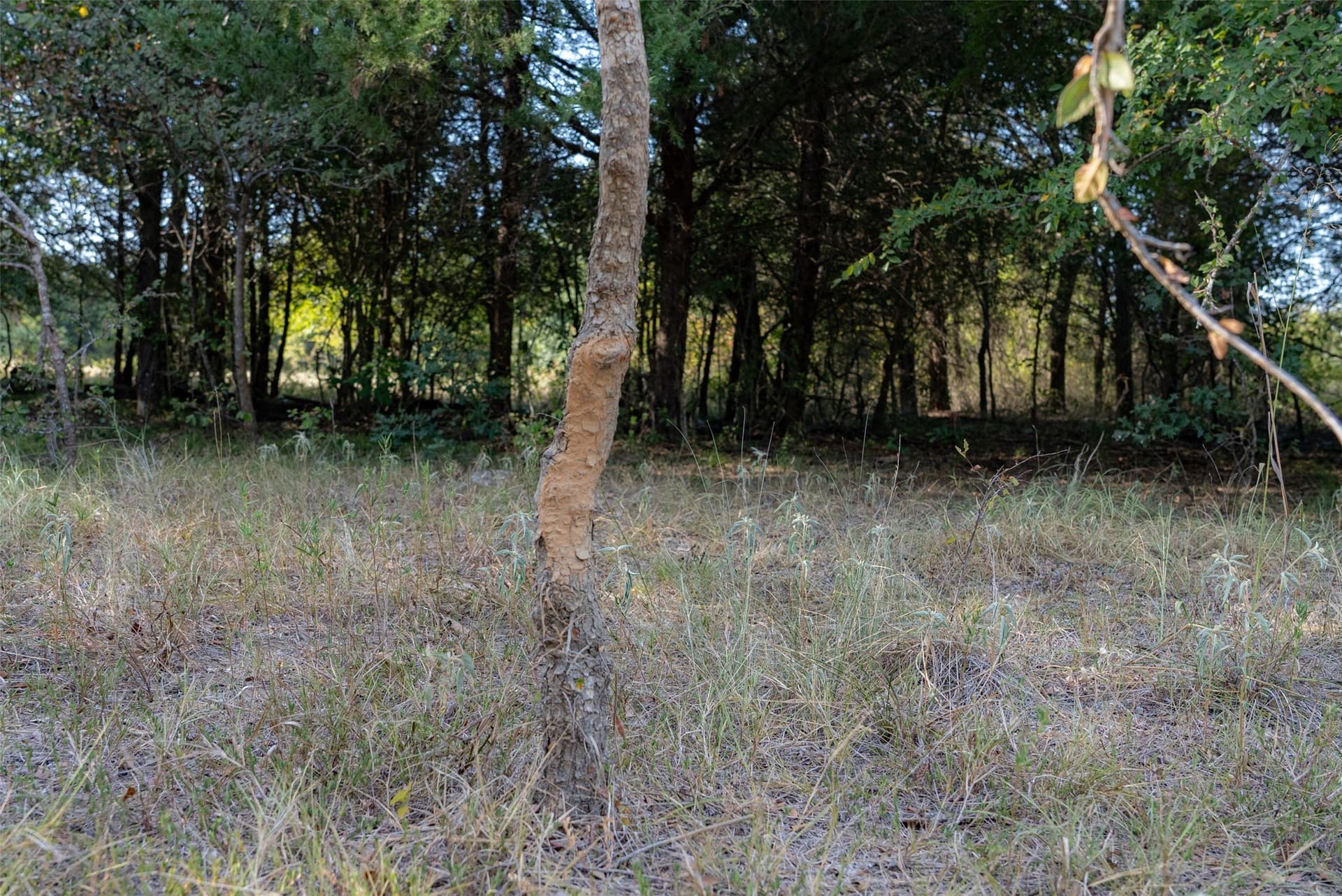 71.91 acres in Navarro County - photo 33