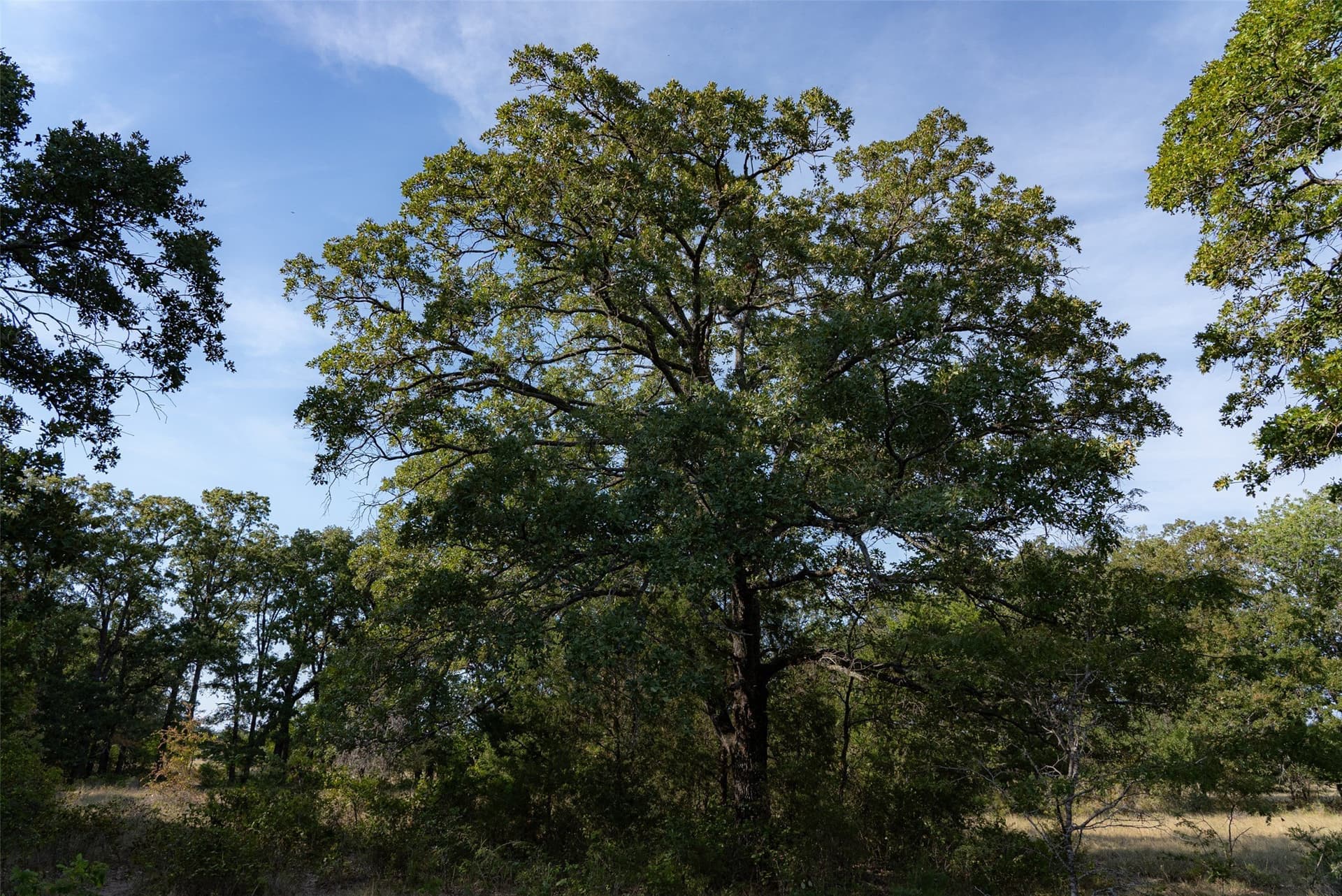 71.91 acres in Navarro County - photo 9