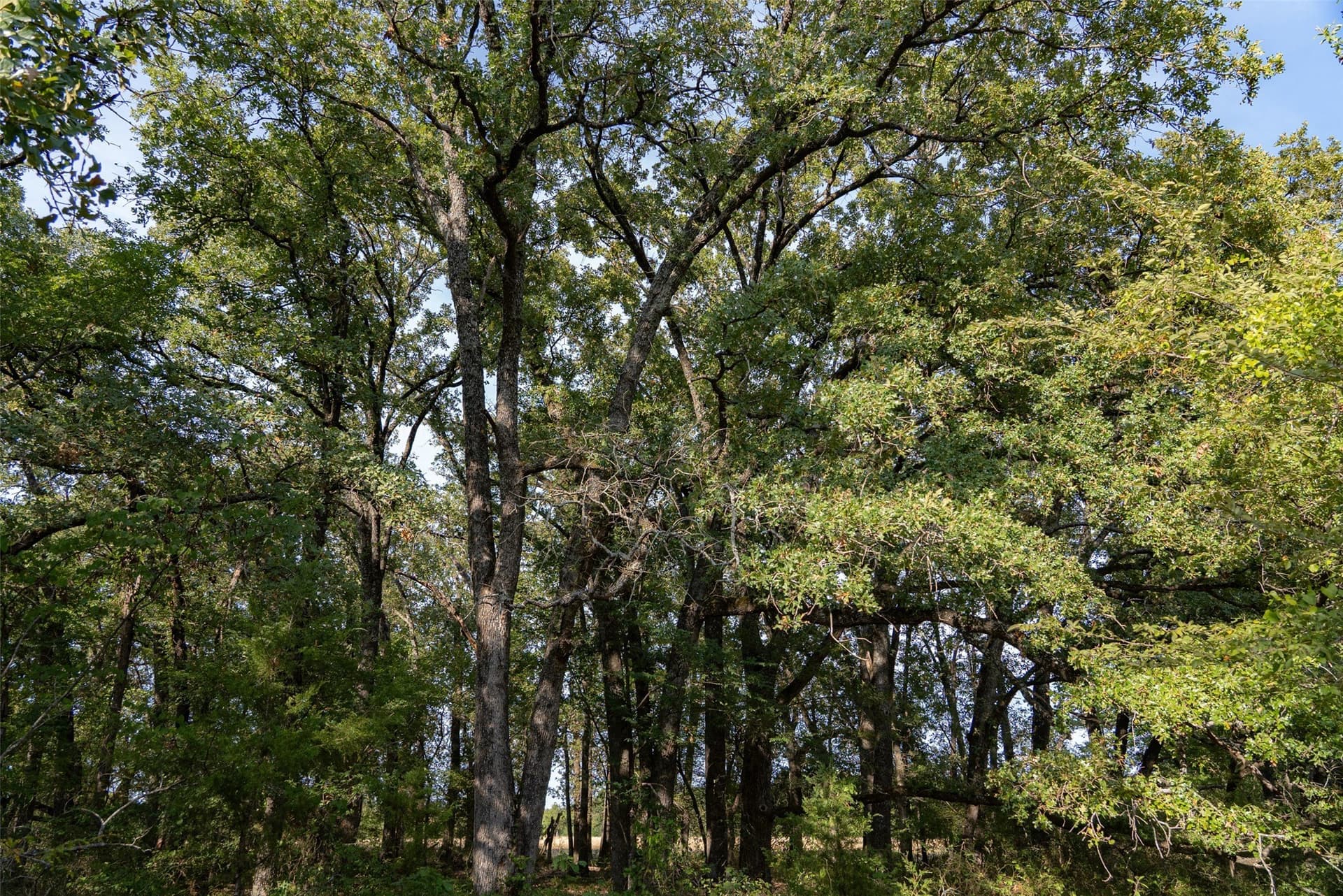 71.91 acres in Navarro County - photo 35