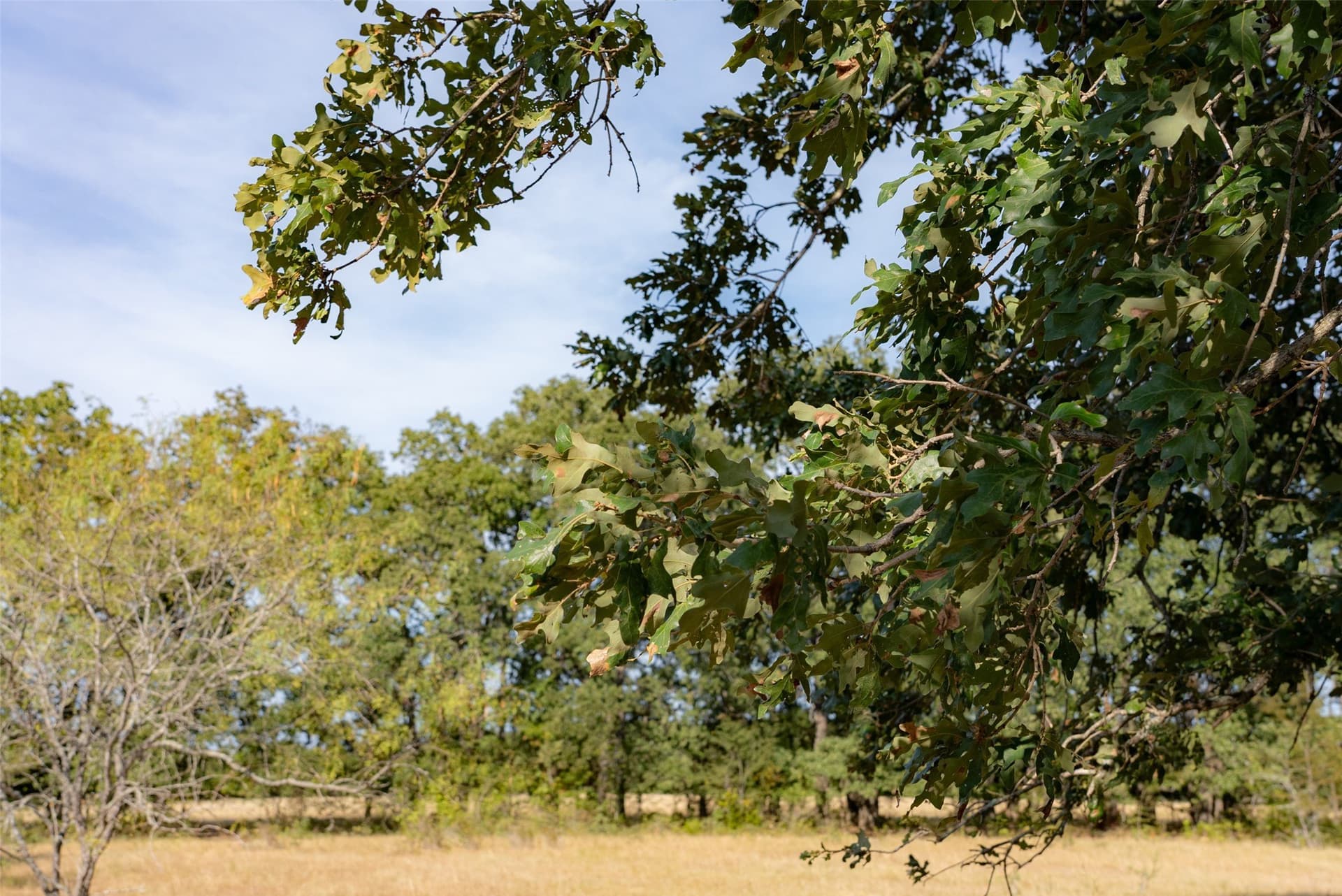 71.91 acres in Navarro County - photo 19