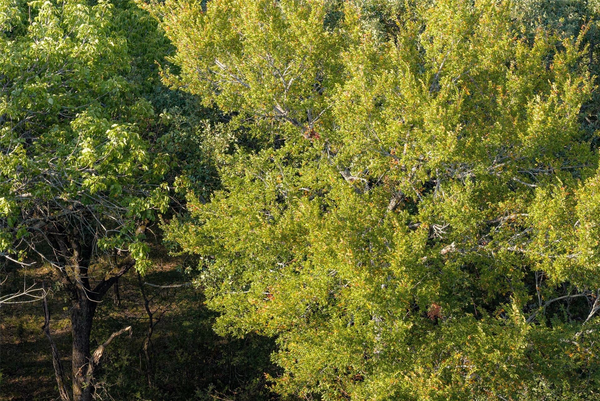 71.91 acres in Navarro County - photo 17