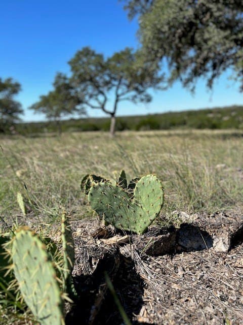 10.18 acres in Bandera County gallery image 4
