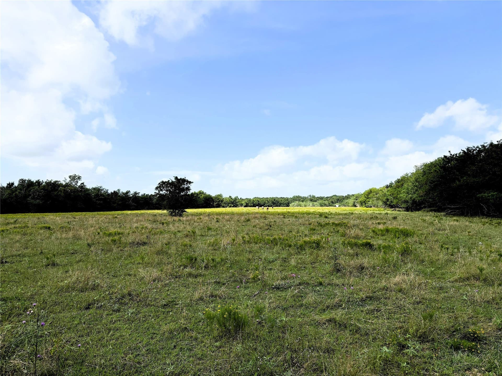 149.49 acres in Limestone County - photo 12