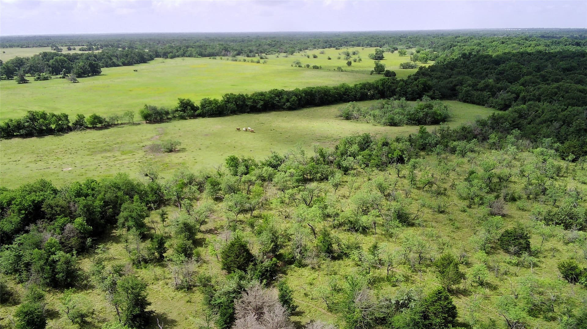149.49 acres in Limestone County - photo 5