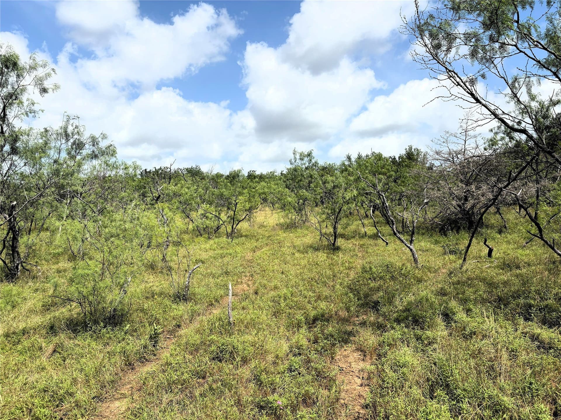 149.49 acres in Limestone County - photo 14