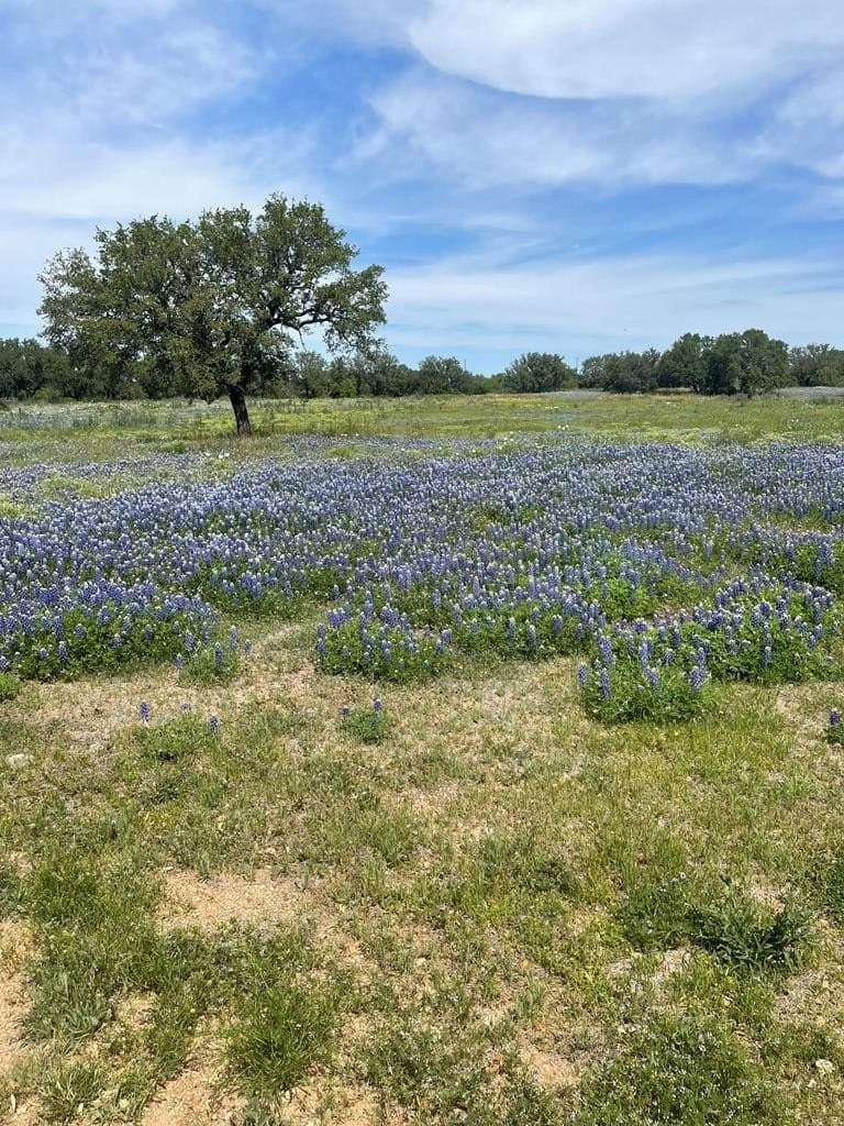51.01 acres in Mason County gallery image 4