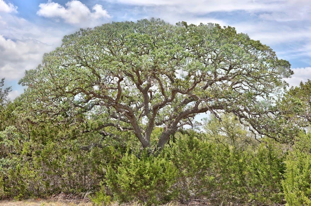 50.62 acres in Kerr County gallery image 3
