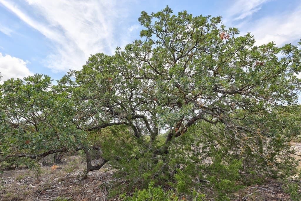 50.62 acres in Kerr County gallery image 2