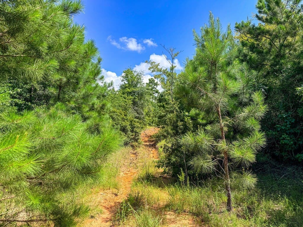 42.5 acres in Texas County - photo 78