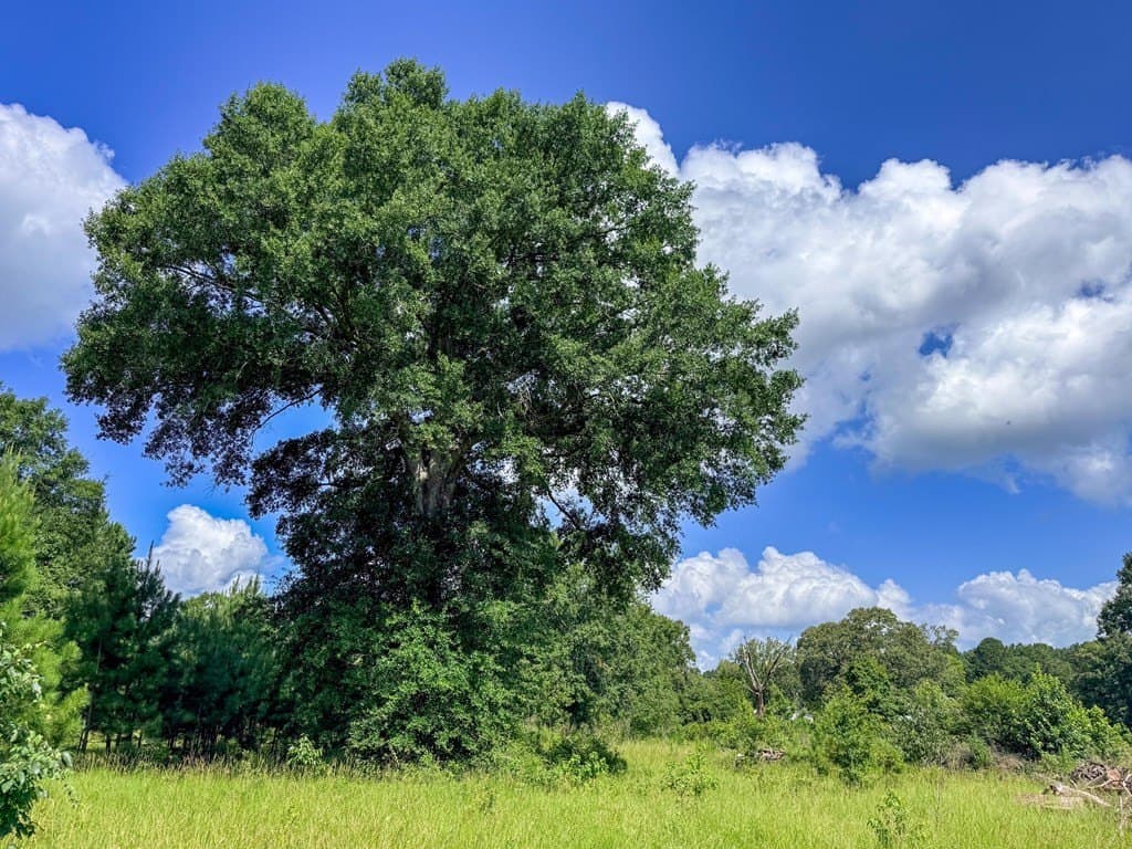 42.5 acres in Texas County - photo 58